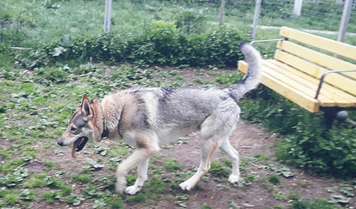 Czechoslovak Vlcak - My, Wolf, Czechoslovak Vlcak, Dog