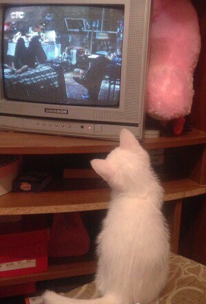 Alaska - My, cat, White, Pet, Longpost, Pets