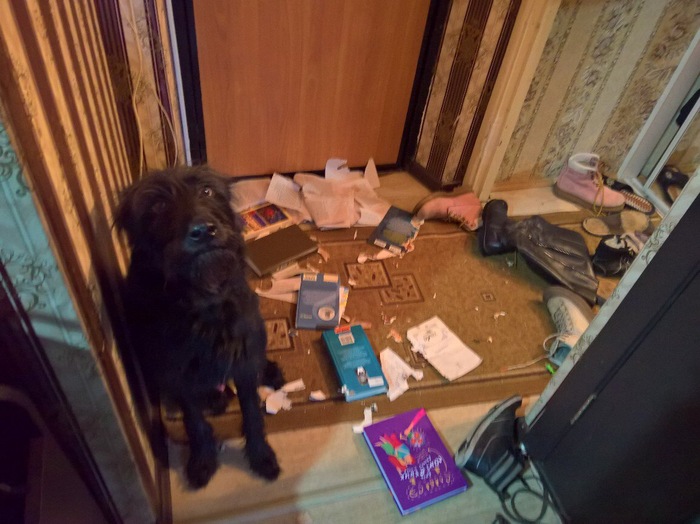 How to wean a dog to open the closet? - Dog, My, Is eating, Mess