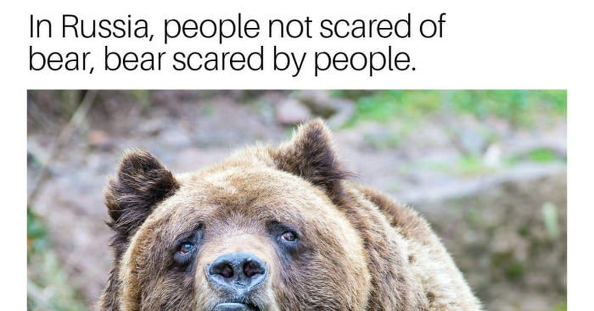 L am bear. Грустный медведь. Бурый медведь грустный. Грустный медведь фото. Беременный медведь.