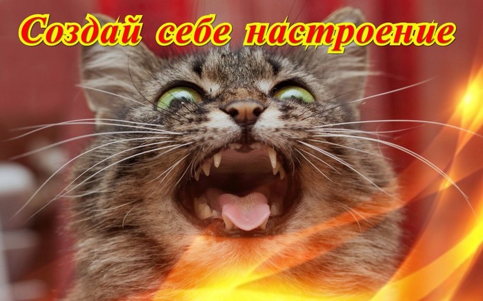 Today is Friday! - Congratulation, Relaxation, cat