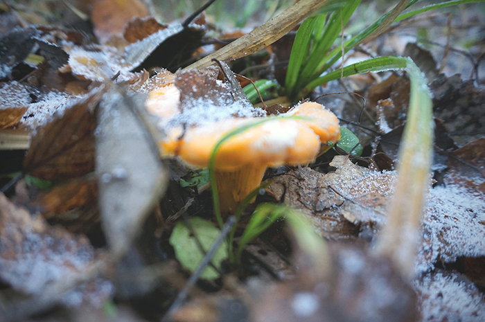 Mushrooms in November - My, Autumn, Forest, Nature, Mushrooms, Mushroom pickers, Oyster mushroom, Chanterelles, Longpost