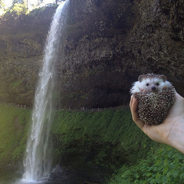 Hedgehog traveler. - Hedgehog, Travels, The photo, Longpost