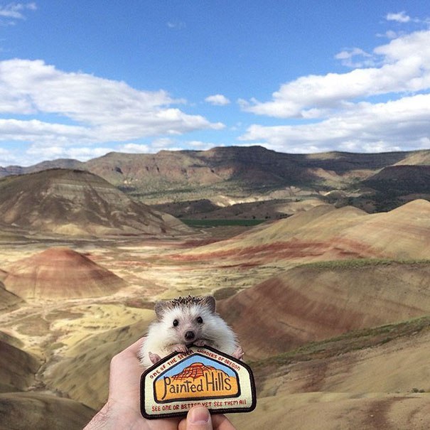 Hedgehog traveler. - Hedgehog, Travels, The photo, Longpost