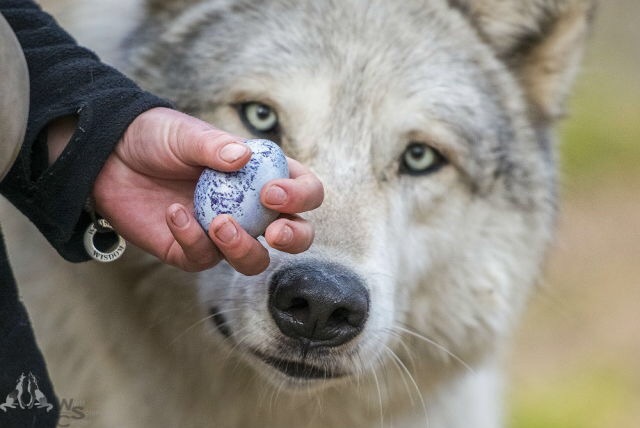 The wolf really wants an egg :) - Wolf, Eggs, Milota, The photo, Longpost