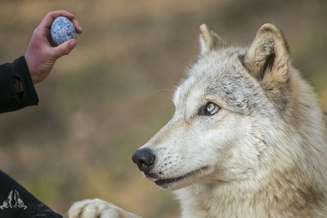 The wolf really wants an egg :) - Wolf, Eggs, Milota, The photo, Longpost