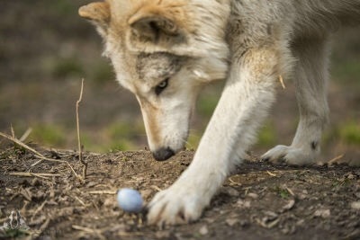 The wolf really wants an egg :) - Wolf, Eggs, Milota, The photo, Longpost