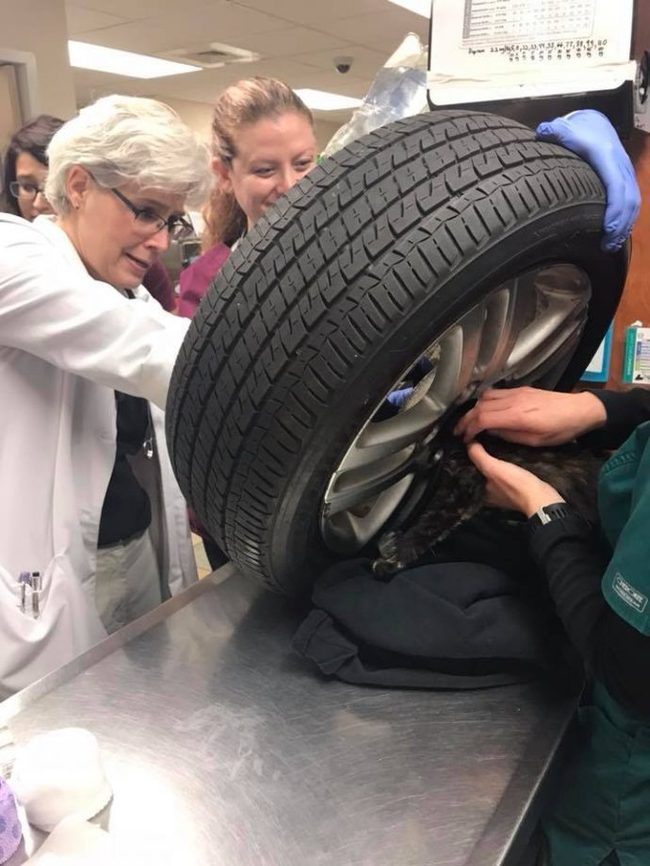 Kitten Cookie realized too late that sticking his head in the wheel was a bad idea! - cat, Animal Rescue, Longpost