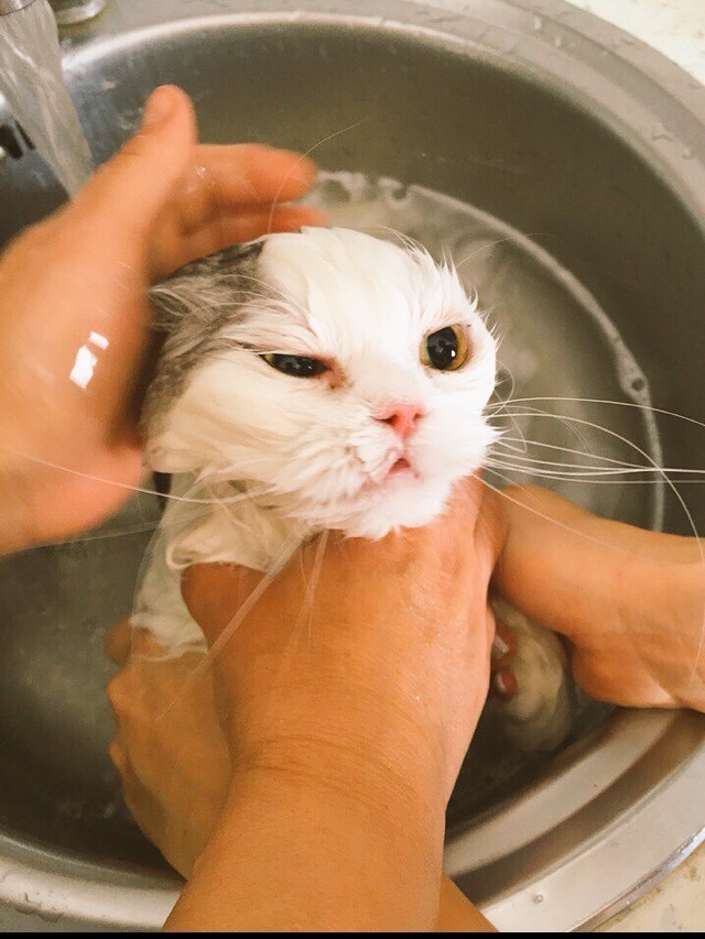 “You lie! You won't take it! Eaglet, eaglet!..” Scottish fold cat Manka 3.5 years old. Terribly dislikes swimming. - My, Scottish lop-eared, cat, Highland Fold, Longpost