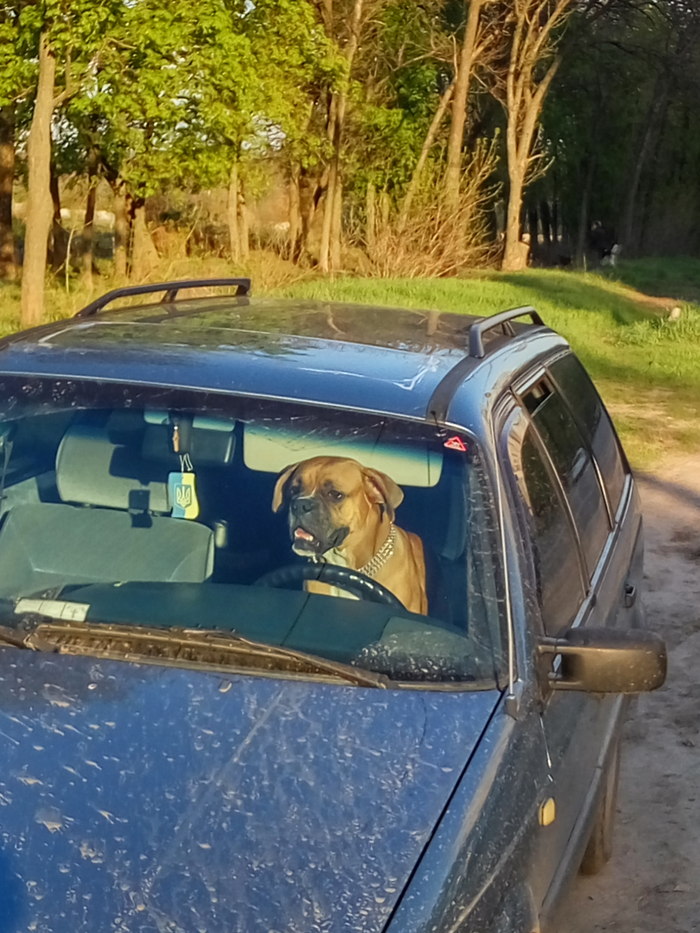 Parked - Kharkov, Dog, Car