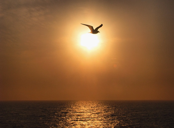 Ferry Ch.3 (seagull sitting in the sun) - My, Travelers, Sunset, dawn, Travels