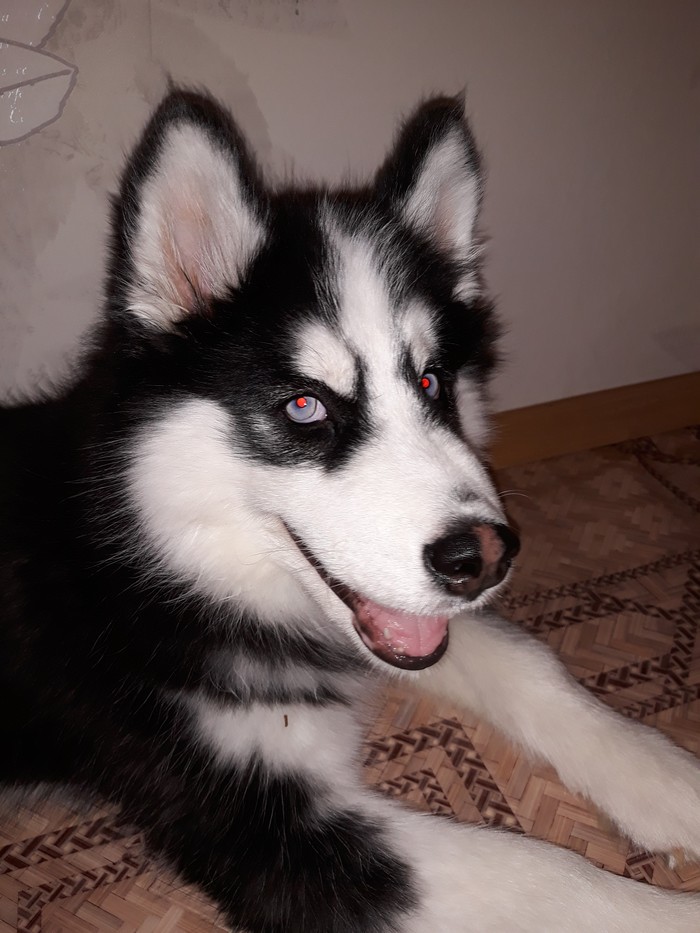 Gary is on the air. - NSFW, My, Siberian Husky, Dog, Yaroslavl, superdog, Humor