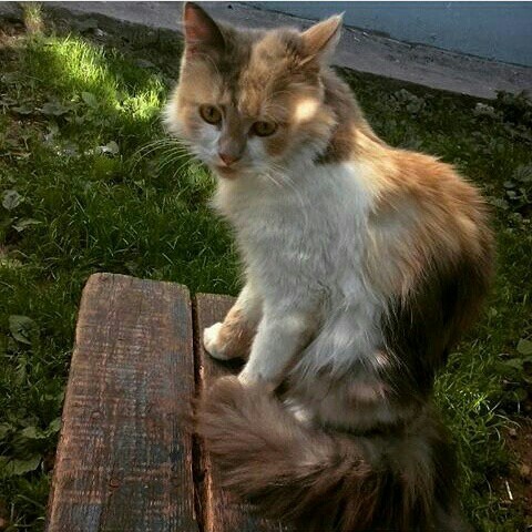 My Masha. - My, Catomafia, Tricolor cat, Cats just, Pet, Summer, The photo, Courtyard, cat, Pets