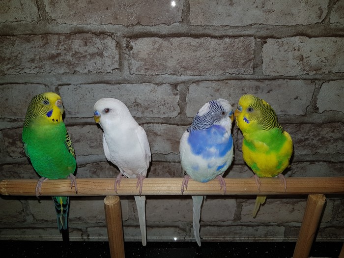 Two pairs - Budgies, Talk, A parrot, The photo