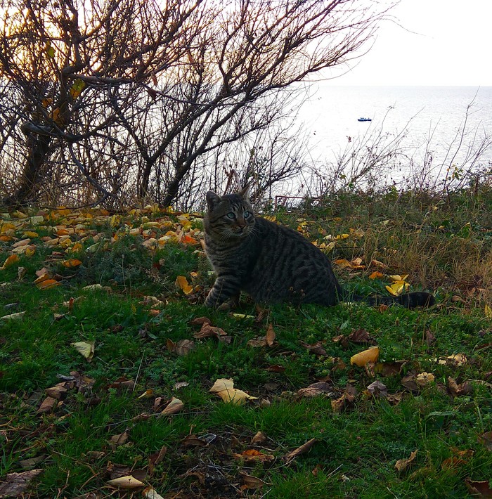 Анапские котейки. Встревоженное. - Моё, Кот, Фотография, Погладь котейку