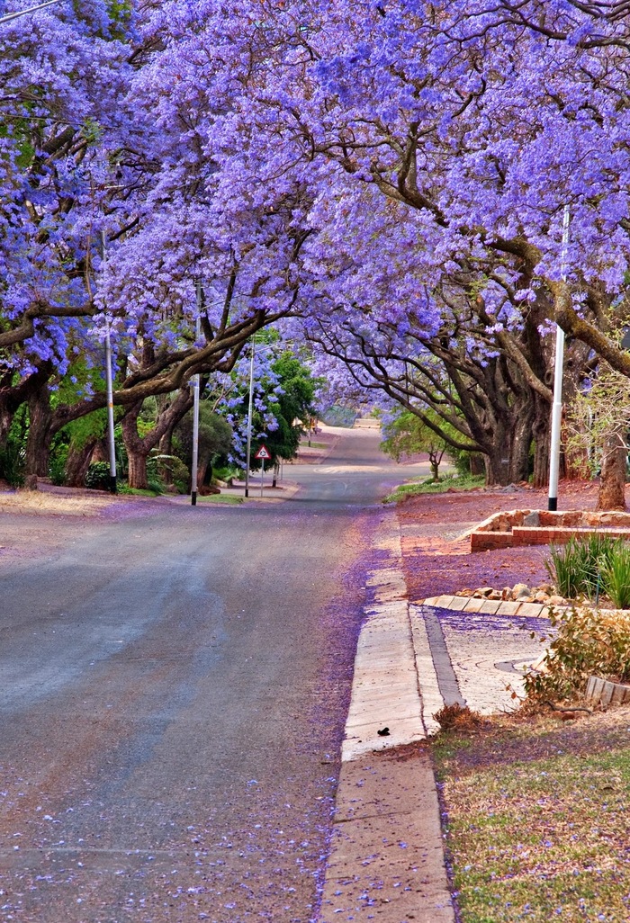 blooming jacaranda - JACARANDA, Tree, The photo