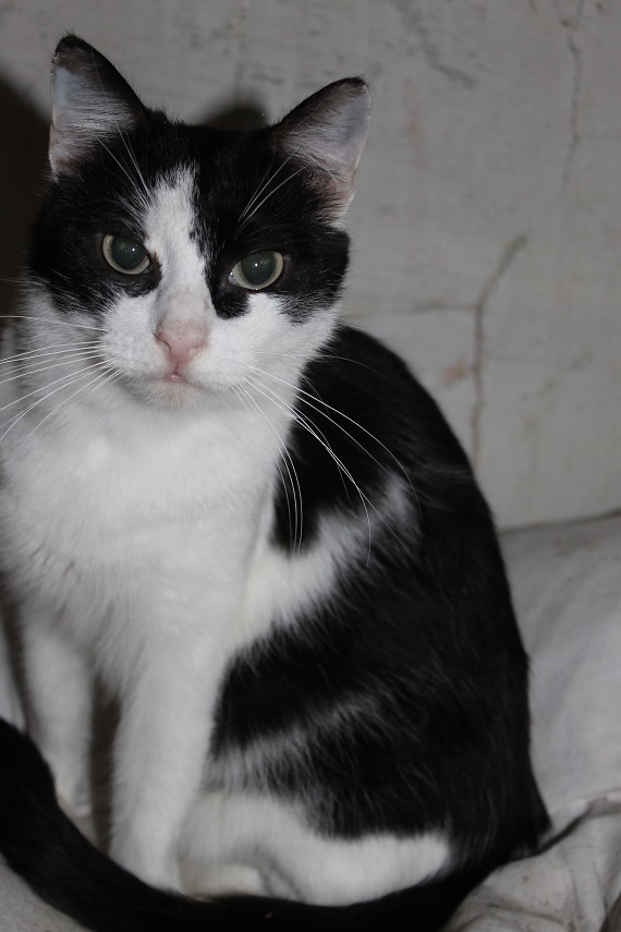 Another pet of Kotoland has found a home! - My, cat, , Shelter, Cotoland, Lipetsk, Kindness, Help, Longpost, Found a home, Shelter Cotoland