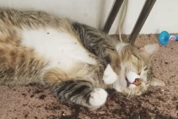 Фото кота с марихуаной как можно вывести коноплю из организма