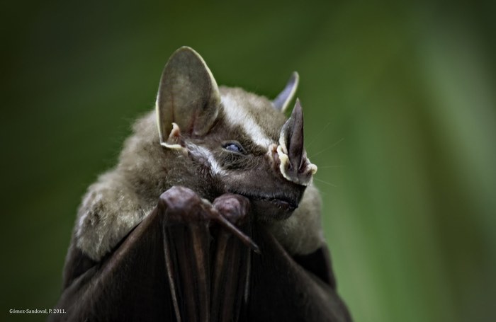 Leaf-builder - Bat, Milota, Biology, Zoology, Leaf-bearer