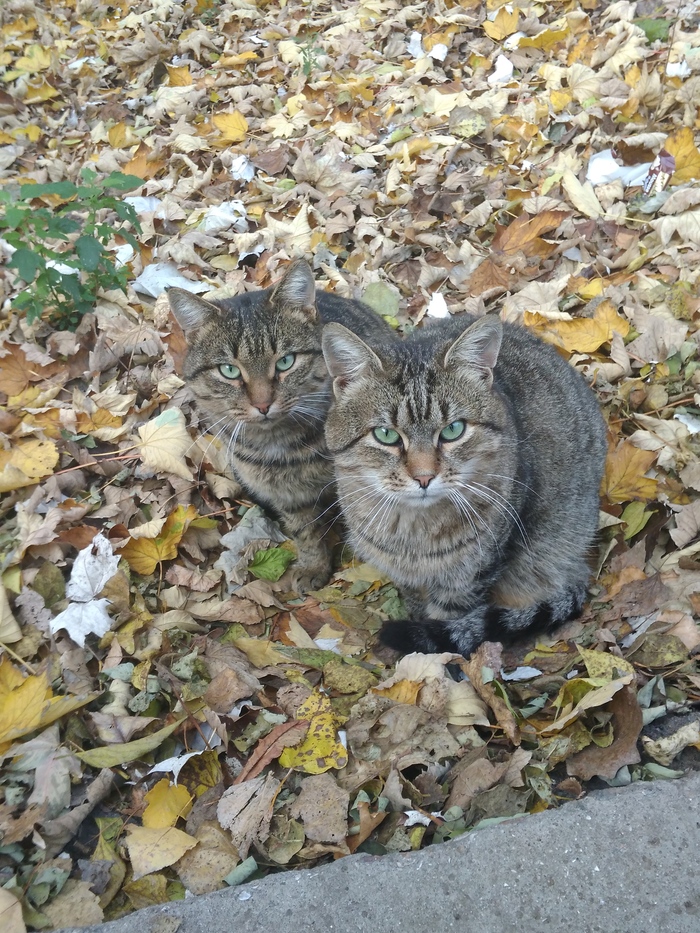 Perfectly synchronized cats. - Autumn, cat, My, Longpost