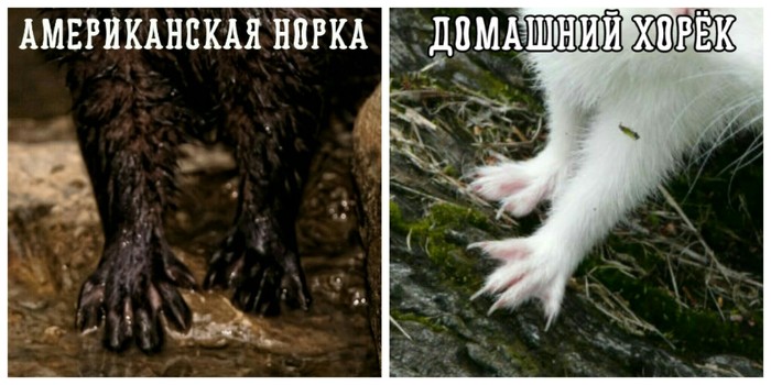 Что лучше хорек или норка. Смотреть фото Что лучше хорек или норка. Смотреть картинку Что лучше хорек или норка. Картинка про Что лучше хорек или норка. Фото Что лучше хорек или норка