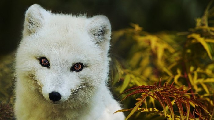 Cute arctic foxes :o - Fox, Arctic fox, , Milota, Longpost