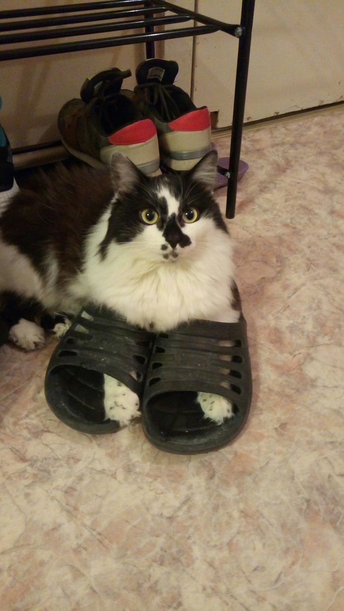 Slippers - My, cat, Slippers