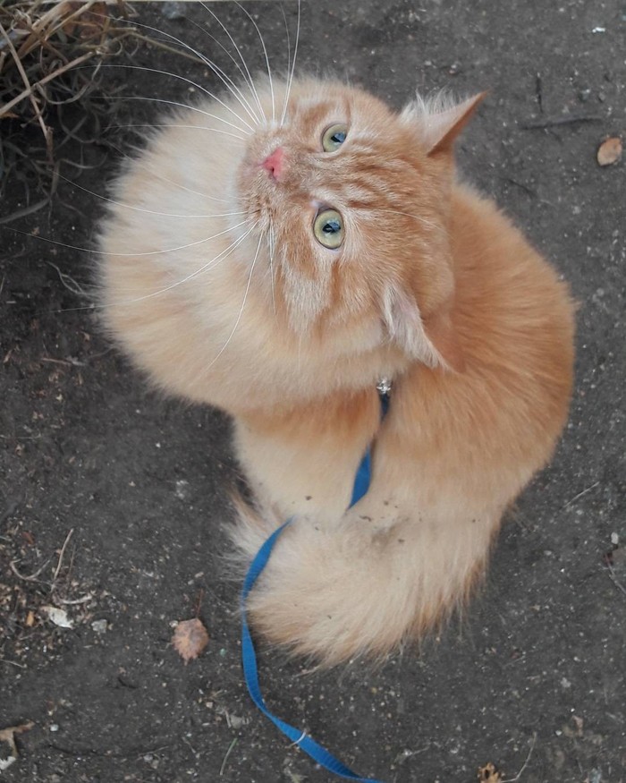 Bird hunting - My, cat, Longpost, Cat Red Cat!, Redheads