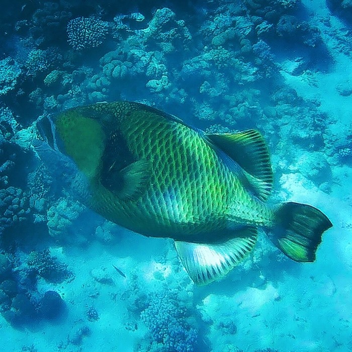 Today I found out who a balistode is - My, Red sea, A fish, Danger, Snorkeling, Video, Longpost