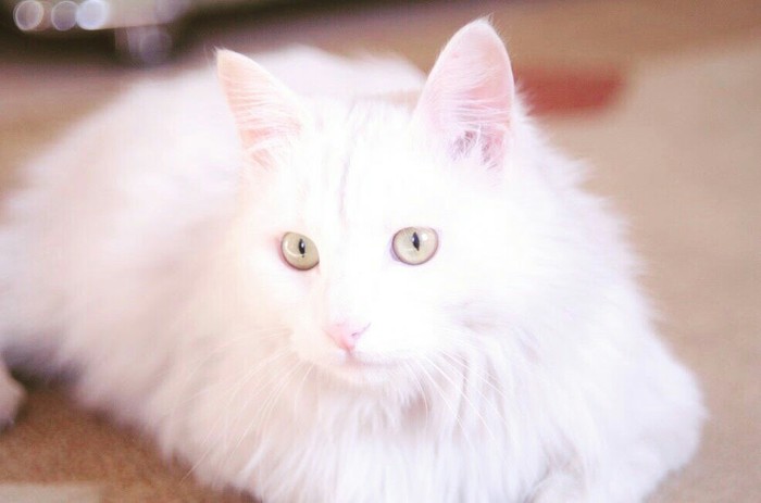 White cat - Helios, Helios44-2, cat, The photo, Photographer, Helios, Helios44-2