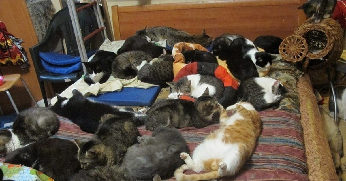 Животные в общежитии. Много кошек в квартире. Кошки лежат много. Несколько кошек дома. Очень много кошек дома.
