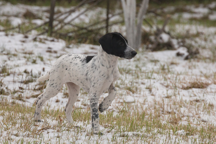 Little villains are 3 months old and they are ready to become yours absolutely free!)) Moscow - My, Dog, In good hands, , , Moscow, Family, Longpost, Hunting dogs