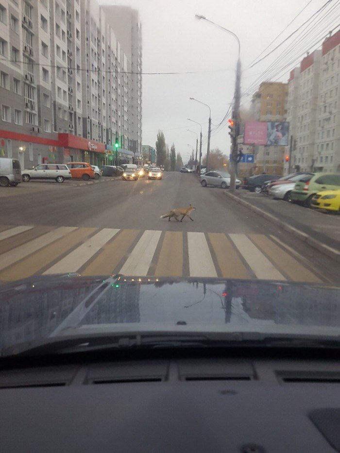 When a fox is a more responsible pedestrian than you - A pedestrian, Fox, Voronezh