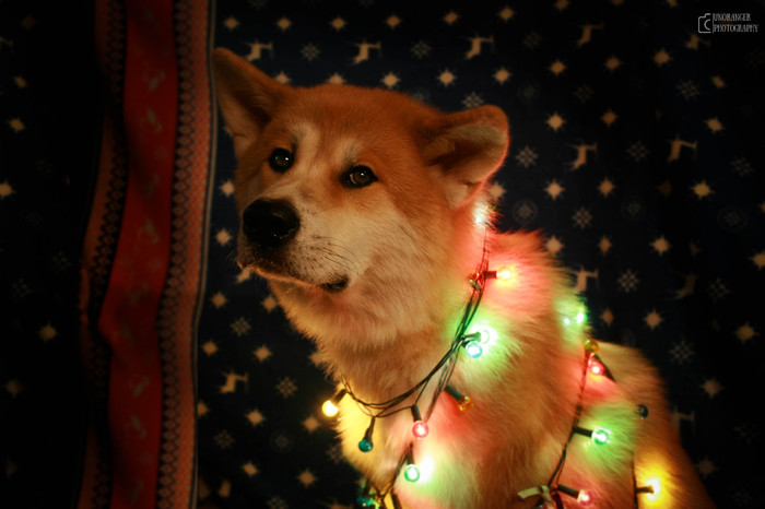 Christmas mood - My, Dog, Akita inu, , Puppies, Winter, New Year, Very soon New Year, Longpost