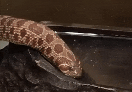 What? P - Snake, Water, GIF