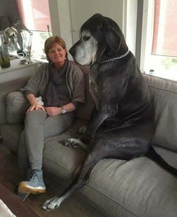 Size what you need - Dog, Giant