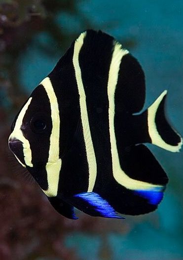 Angelfish