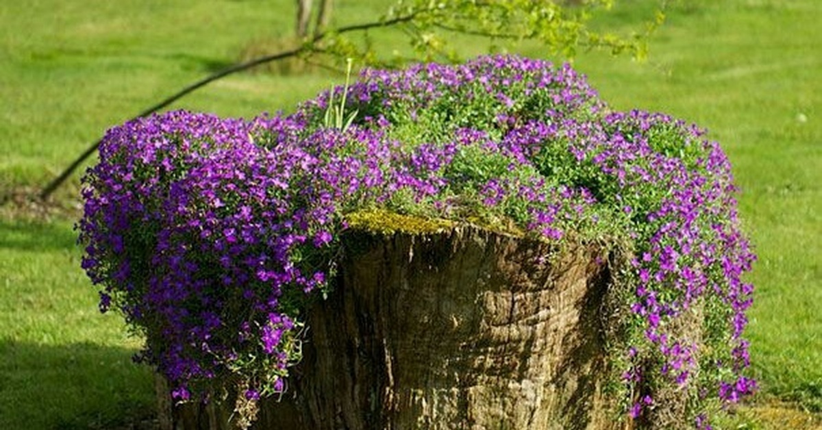 Клумбы из пней и коряг для сада своими. Цветущий пень. Клумба с корягами и пнями. Цветы в пеньке. Цветущие пни.