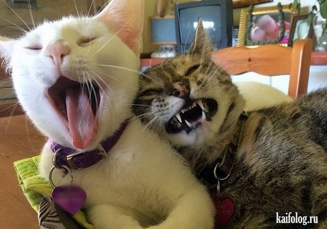 I’ll sing right now, Vasya, just don’t drift, smile! - Humor, cat, Not cats, Laugh, Funny