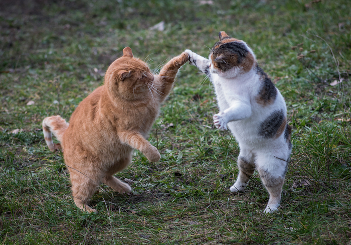 Dance lessons - cat, Dancing, Funny, Moment