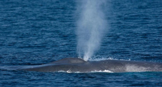 Why does a whale have a fountain. - Whale, , Evolution, Ocean, Marine life