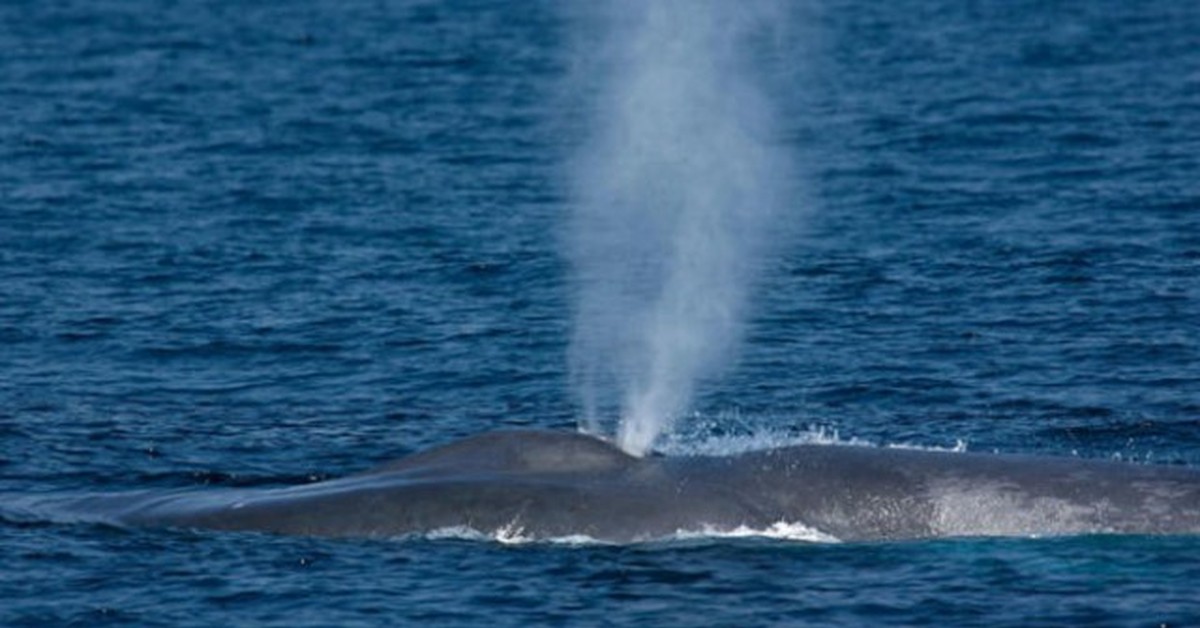 Киты дышат кислородом растворенным в воде. Синий кит дыхало фонтан. Синий кит выпускает фонтан. Дыхало кита. Дыхало синего кита.