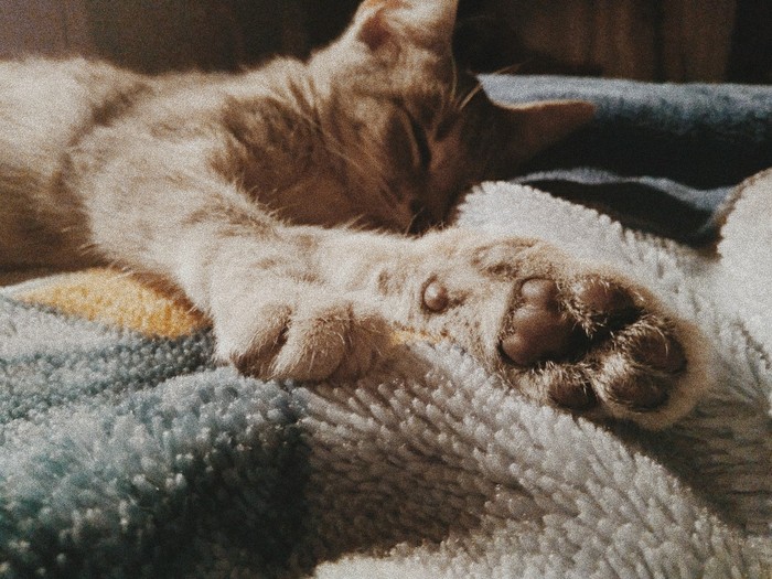 Everyone loves paw pads. - cat, My, Pets, Pet