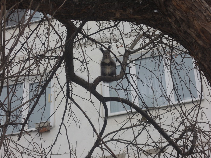 Маленькую лесную подругу вам в ленту Белка, Животные, Фотография, Теги никто не читает, Длиннопост