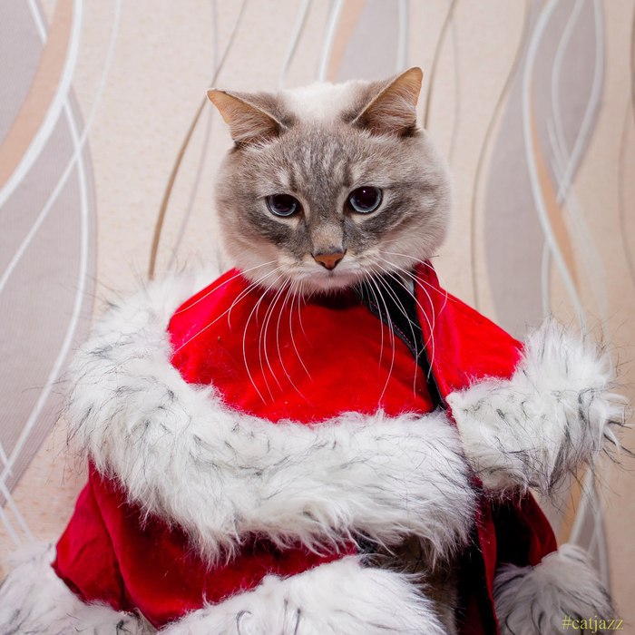 Jazz Cat - My, cat, Jazz Cat, Father Frost, Birthday, New Year, Milota