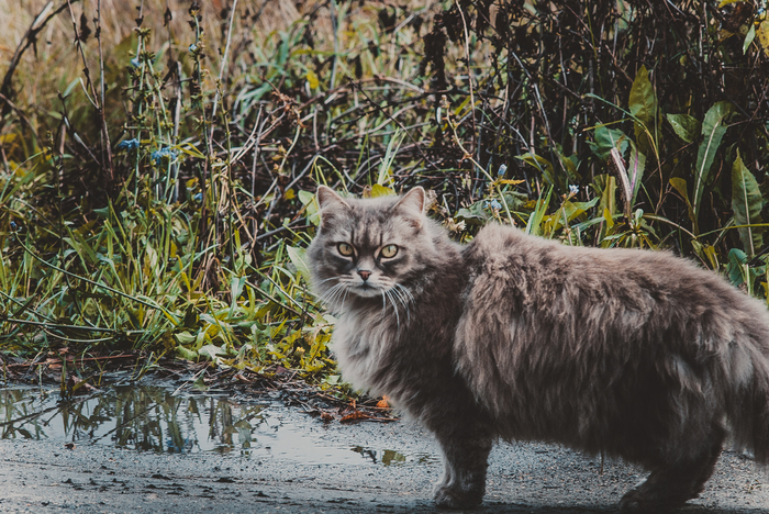 First post, don't kick! Kitten in the country - My, Photographer, cat, Kotopes, Nikon d80, Jupiter-37