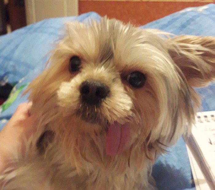 Has anyone experienced this in animals? - My, Yorkshire Terrier, Diseases in dogs, Dog