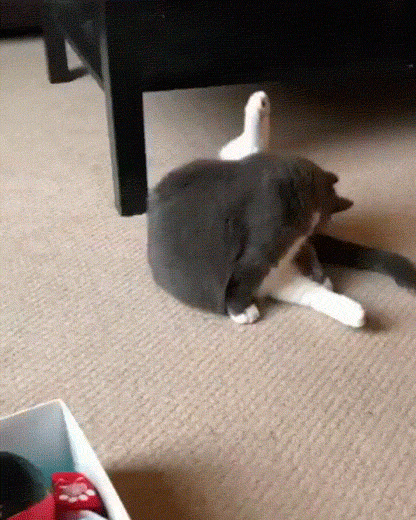 WHO IS THERE?!?! - cat, GIF, Reaction, 