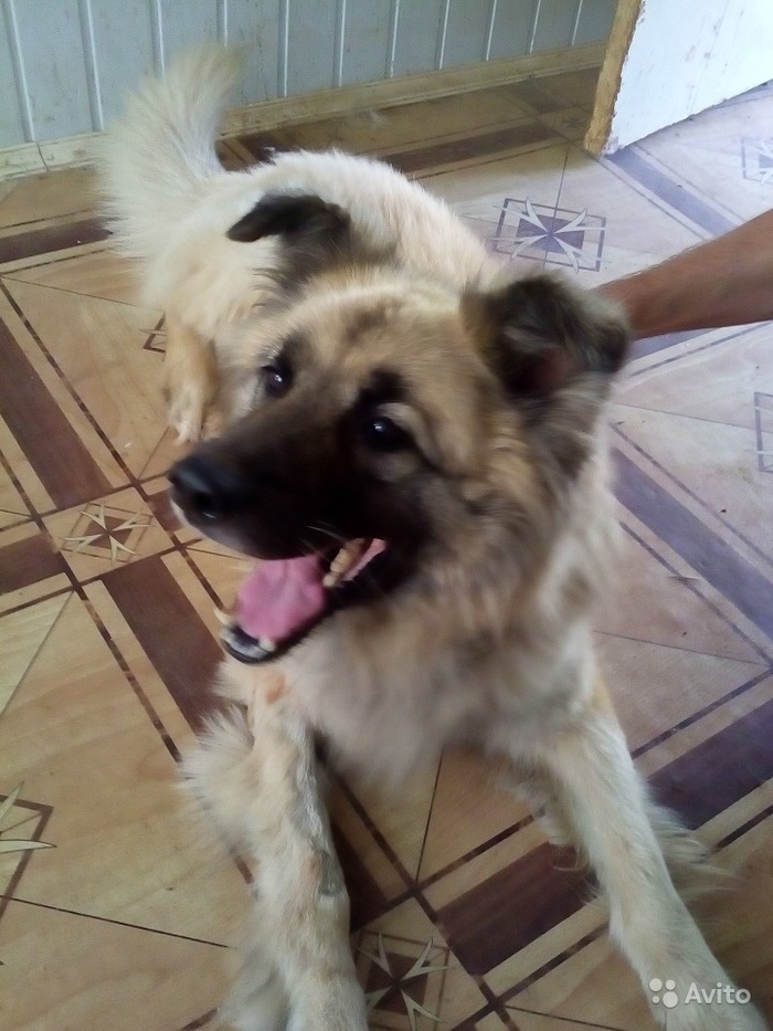 dog in good hands - My, Dog, As a gift, Odintsovo, Friend, In good hands, Help, Is free