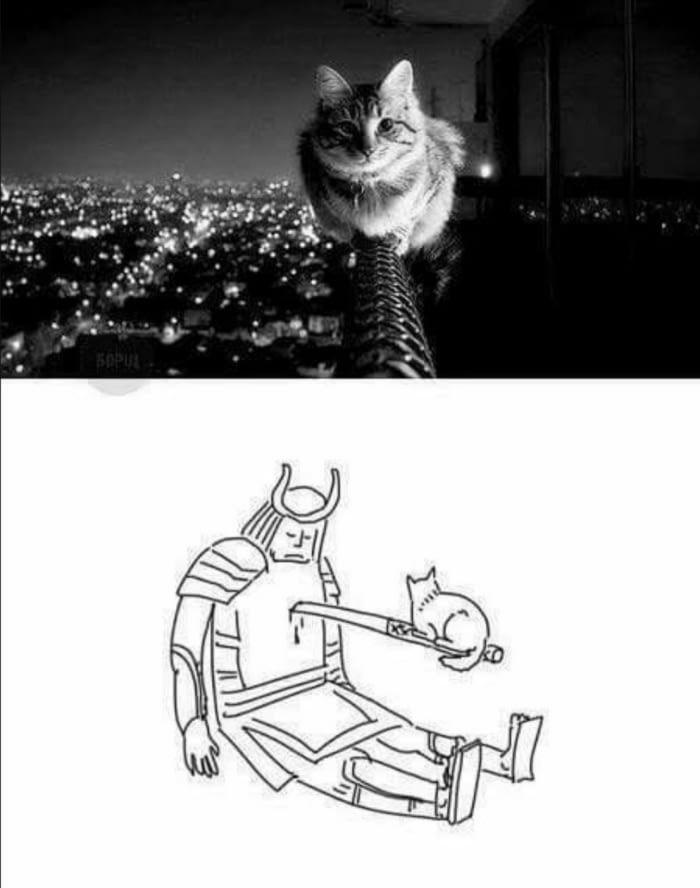 Samurai-cat , , , , , 9GAG